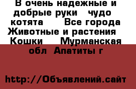 В очень надежные и добрые руки - чудо - котята!!! - Все города Животные и растения » Кошки   . Мурманская обл.,Апатиты г.